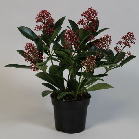 Skimmia japonica 'Rubella' — Plant Wholesale FlorAccess