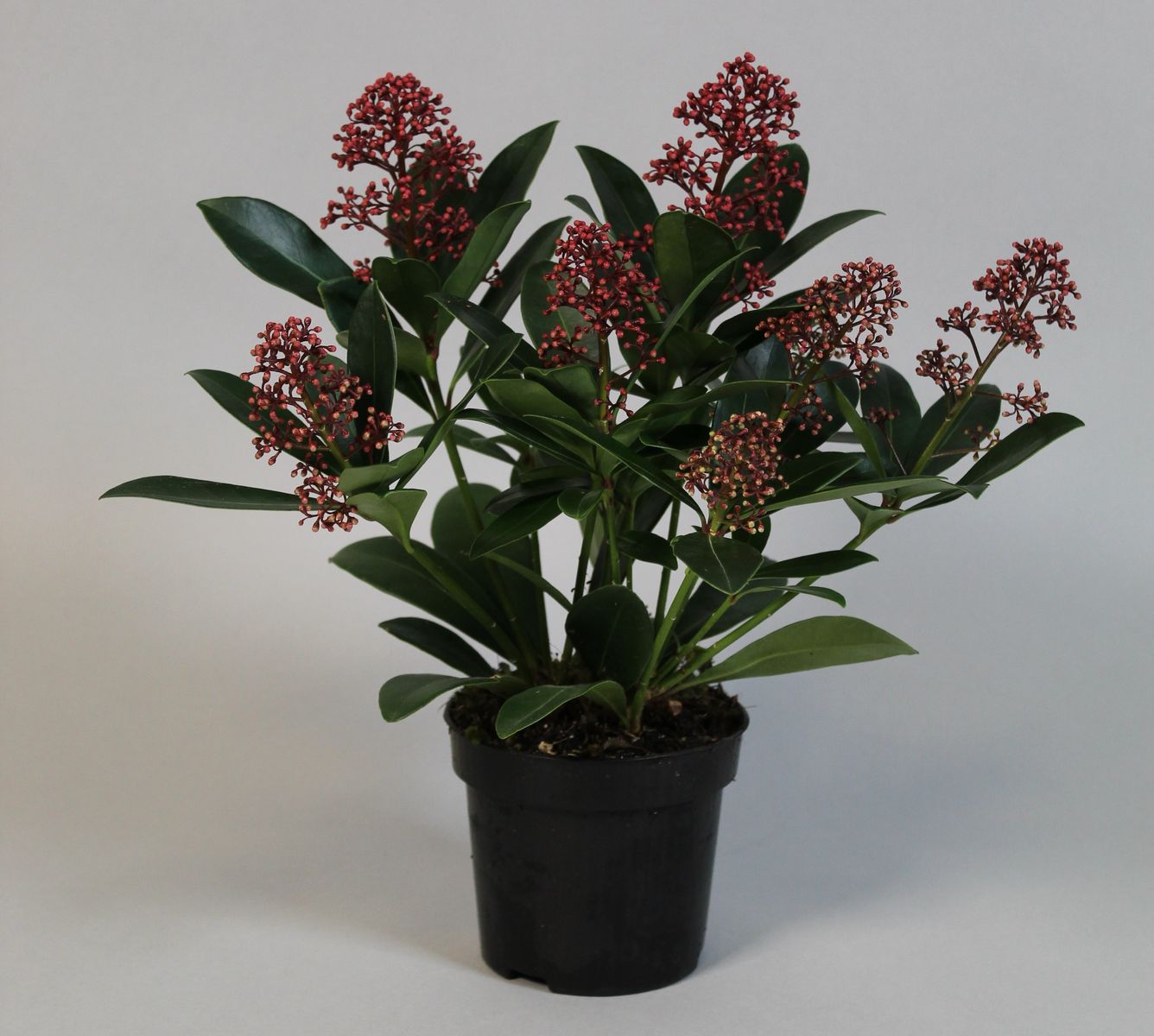 Skimmia Japonica 'rubella' — Plant Wholesale Floraccess