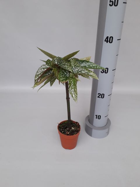 Begonia 'Tamaya'