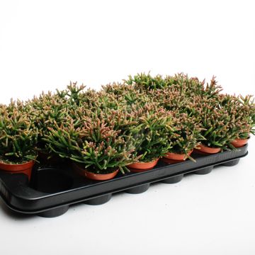 Rhipsalis burchellii