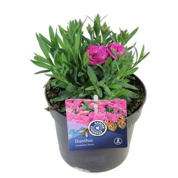 Dianthus CODE PINK