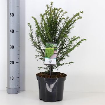 Taxus baccata