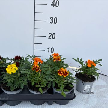 Tagetes ATON MIX
