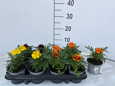Tagetes ATON MIX