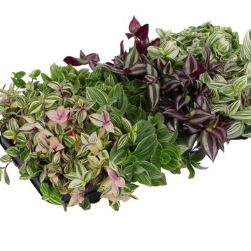 Tradescantia MIX