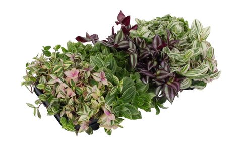 Tradescantia MIX