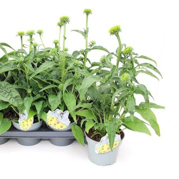 Echinacea LAKOTA YELLOW