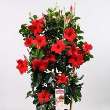 Mandevilla DIAMANTINA TOPAZE VERMILLION