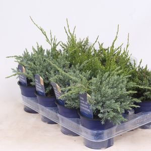 Juniperus MIX (Vredebest, Kwekerij)