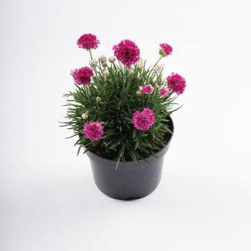 Armeria maritima 'Abbey Deep Rose'