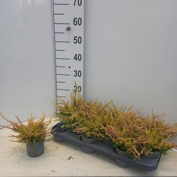 Calluna vulgaris BEAUTY LADIES ANNE-SOFIE