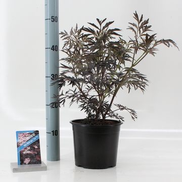Sambucus nigra BLACK LACE