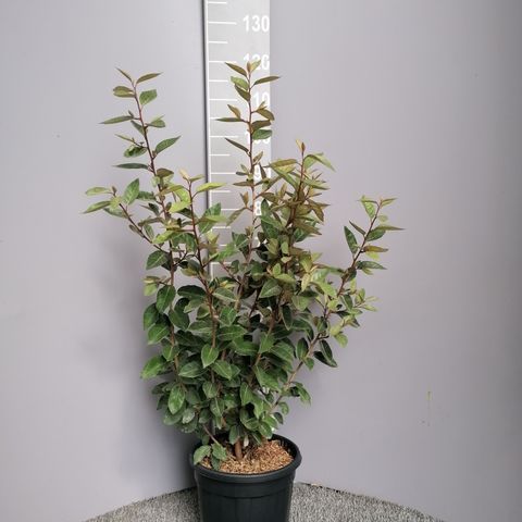 Elaeagnus x ebbingei 'Compacta' — Plant Wholesale FlorAccess