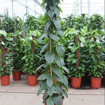 Clerodendrum thomsoniae