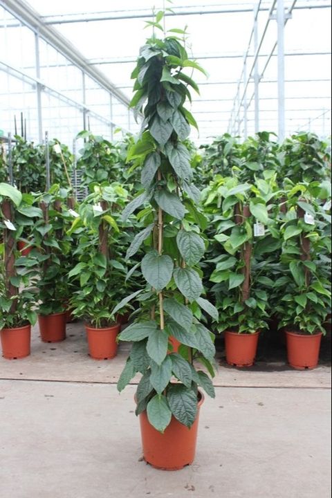 Clerodendrum thomsoniae