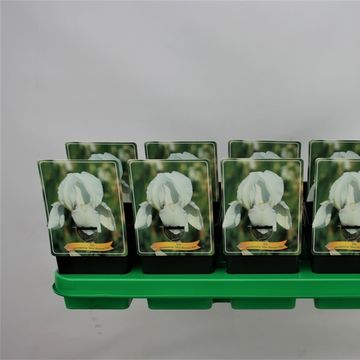 Iris 'Mrs Horace Darwin'