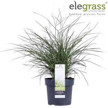 Miscanthus sinensis 'Cute One'