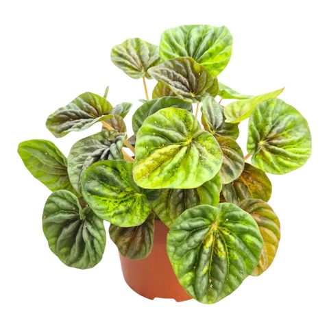 Peperomia 'Candora Vermeer'