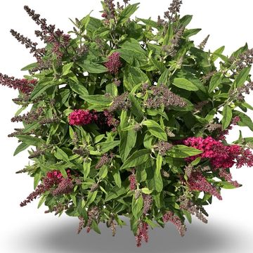 Buddleja davidii BUTTERFLY CANDY LITTLE RUBY