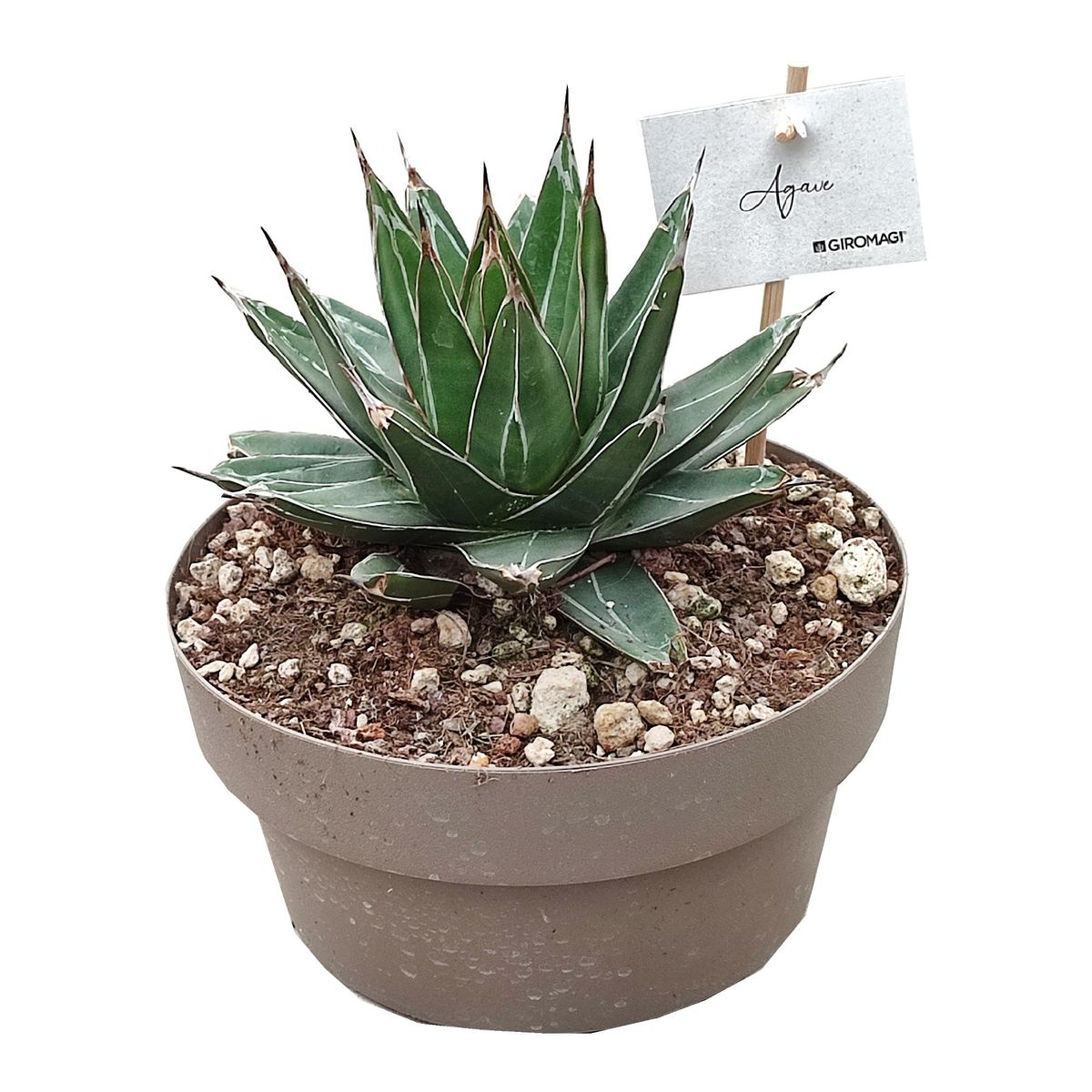 Agave victoriae-reginae 「special」 235 Agave victoriae-reginae — Рослини оптом FlorAccess
