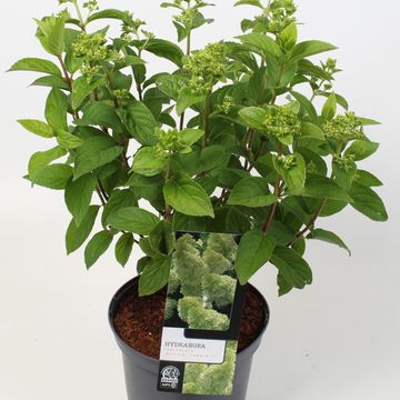 Hydrangea paniculata MAGICAL CANDLE