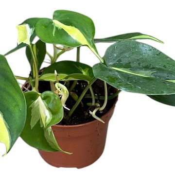 Philodendron 'Cream Splash'