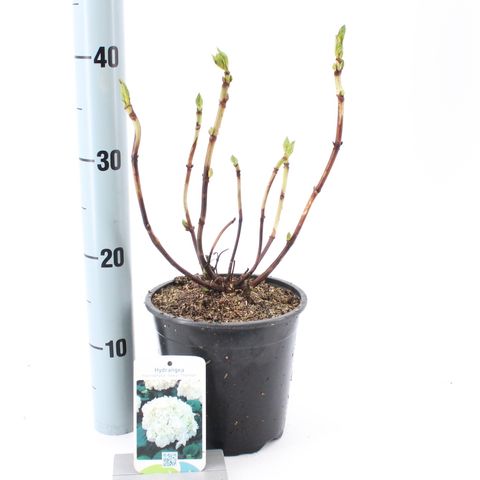 Hydrangea macrophylla 'Soeur Thérèse'