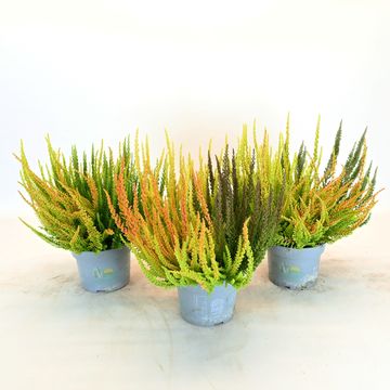 Calluna vulgaris SKYLINE MIX