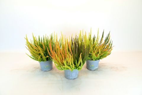Calluna vulgaris SKYLINE MIX