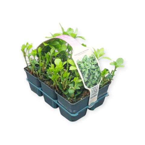 Pachysandra terminalis