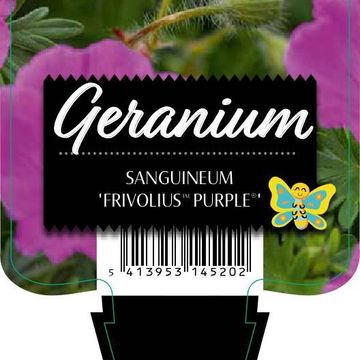 Geranium sanguineum FRIVOLIUS PURPLE