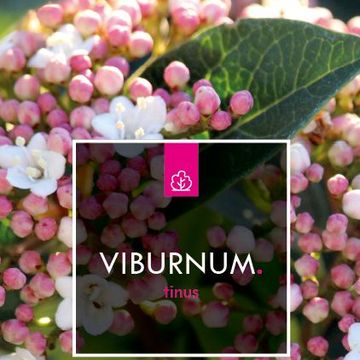 Viburnum tinus