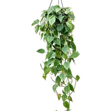 Philodendron scandens