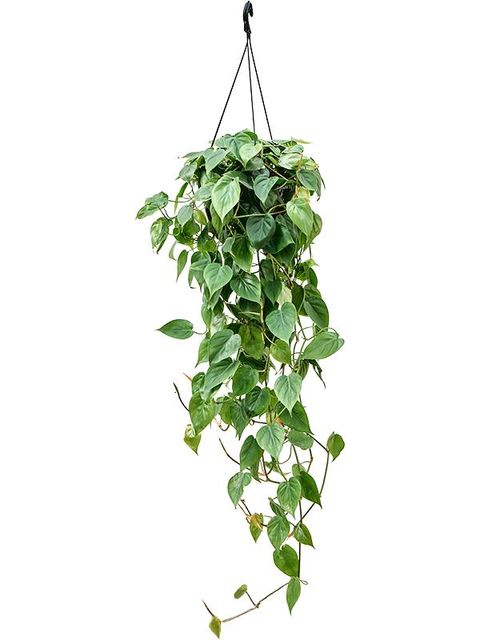 Filodendro scandens