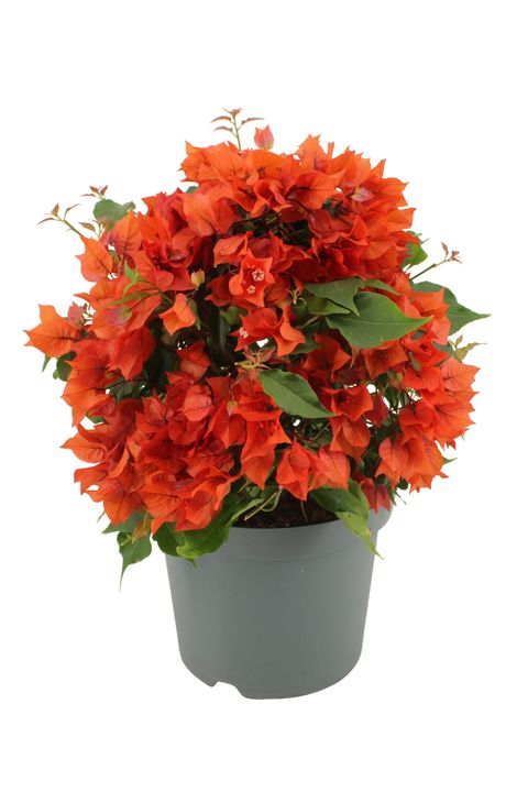 Bougainvillea glabra SANDERIANA ORANGE