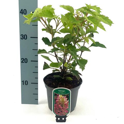 Hydrangea quercifolia 'Ruby Slippers'