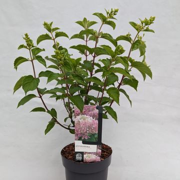 Hydrangea paniculata 'Pink Lady'