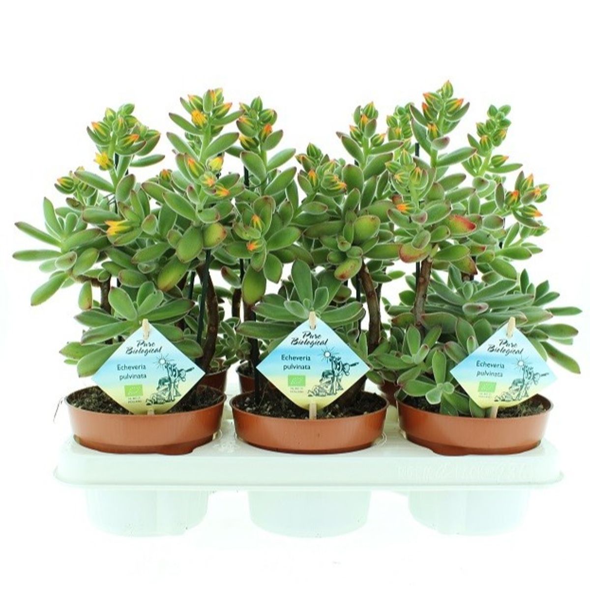 Echeveria pulvinata — Plant Wholesale FlorAccess