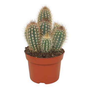 Pilosocereus braunii