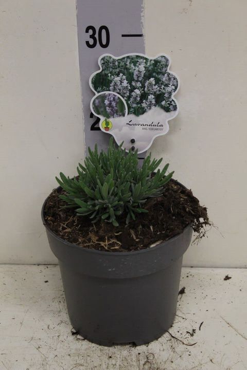Lavandula x intermedia 'Edelweiss'