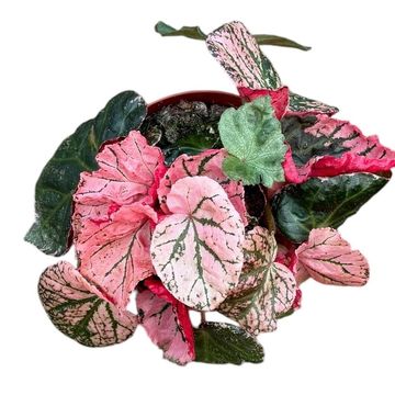 Begonia 'Midnight Sun'