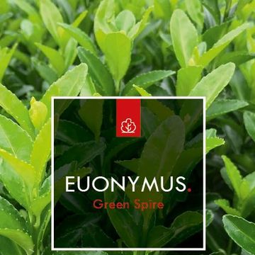 Euonymus japonicus 'Green Spire'