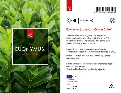 Euonymus japonicus 'Green Spire'