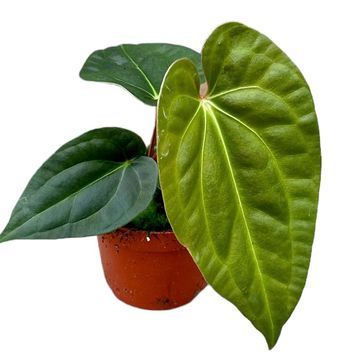 Anthurium regale x luxurians