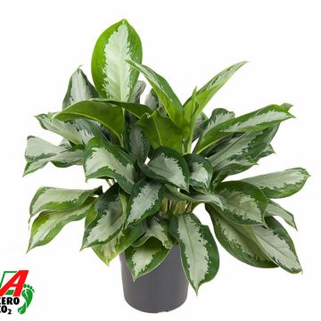 Aglaonema 'Silver Moon'