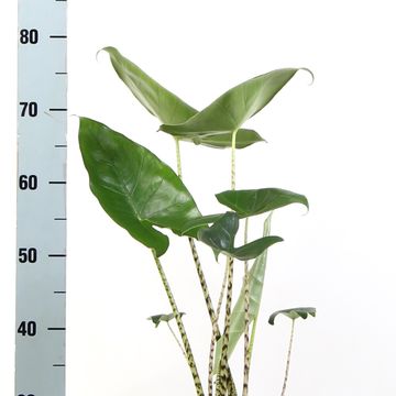 Alocasia zebrina