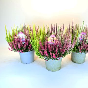 Calluna vulgaris BEAUTY LADIES MIX IN POT