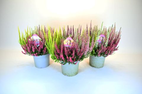 Calluna vulgaris BEAUTY LADIES MIX IN POT