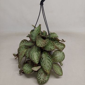 Episcia cupreata 'Zebra'