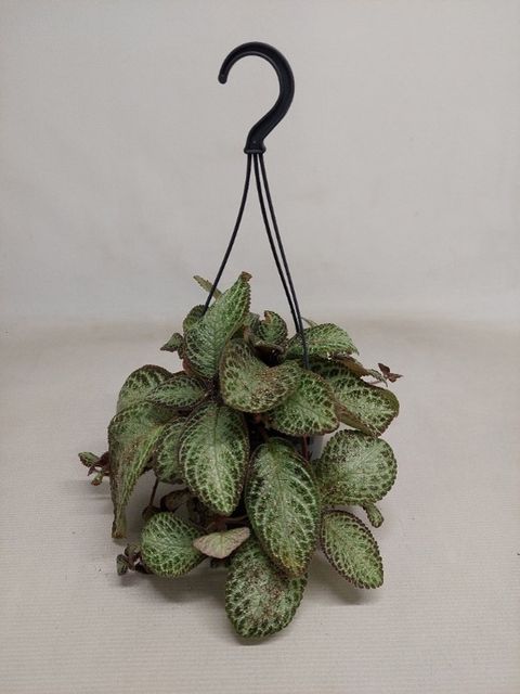 Episcia cupreata 'Zebra'